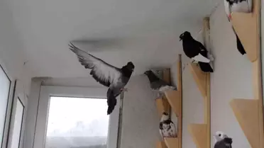 Bayburt Güvercini: Türk Fısıldayıcısı