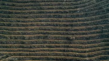 Bursa'da Orman Yangınlarına Yeniden Yeşil Alan