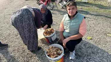 Bursa'da Lise Öğrencileri Mantar Satarak Harçlık Kazanıyor