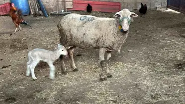 Şap Hastalığına Yanlış Mücadele Yöntemleri!