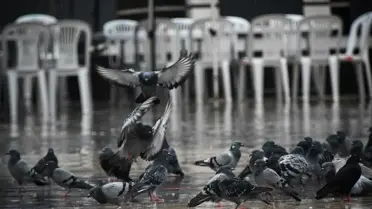 Sındırgı'da Sağanak Yağış