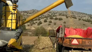 Göynücek'te Mısır Hasadı Kontrolleri