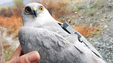 Iğdır'da Kuş Takibi Projesi