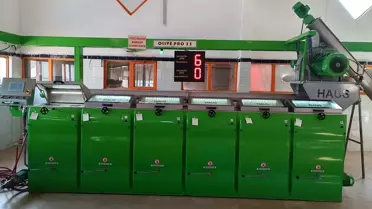 Karamürsel'de Zeytin Hasadı Başladı