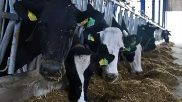 Modern Süt Tesisine Dönüşüm