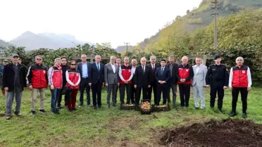 Ordu'da Kivi Hasadı Başladı, Ekonomik Katkı Beklentisi 520 Milyon TL