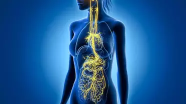 Vagus Siniri ve Stres Yönetimi