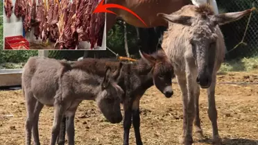 Bakanlık markayı ifşa etti: İşte vatandaşa sucuk diye at ve eşek eti yedirilen ilimiz