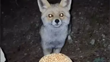 Tilki Bayram Kömbesi Yedi