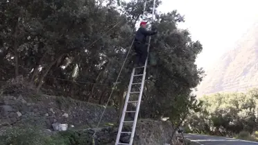 Butko Zeytini Hasadı Devam Ediyor