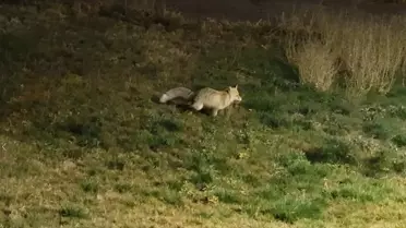 Bitlis'te Yiyecek Arayan Tilki Görüntülendi