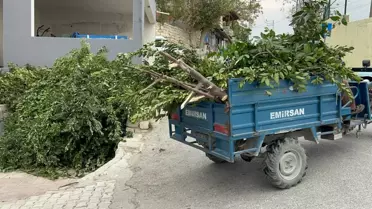 Hatay'da Defne Hasadı Başladı