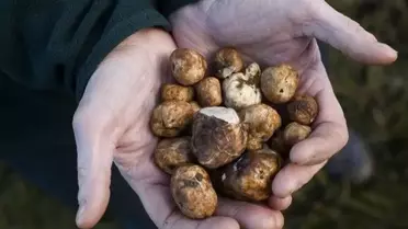 Ormanlarda köpeklerle aranarak bulunuyor, kilosu 345 bin TL'den satılıyor