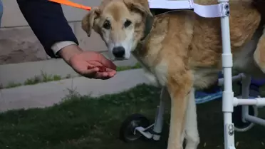 Felçli Fıstık'a yürüteçle yeni hayat