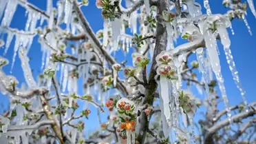 Zirai dondan etkilenen çiftçilere dev destek