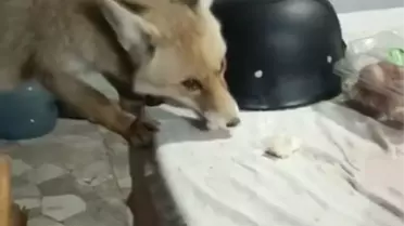 Zile'de Emekli Adamın Tilki Dostluğu