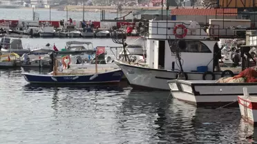 Marmara'da Balık Bolluğu