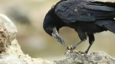 Karga İnsanlara Alıştı