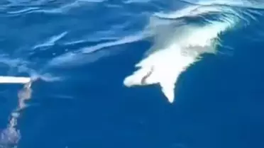 Yayladağı'nda Amatör Balıkçının Oltasına Köpek Balığı Takıldı