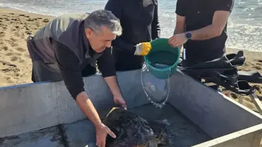 Yaralı Caretta Caretta Kurtarıldı