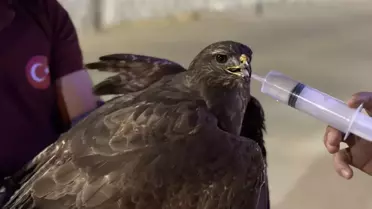 Yaralı Kızıl Şahin Tedavi Altına Alındı