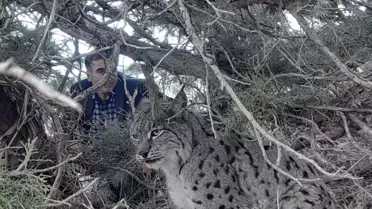VAN'da Tehlike Altındaki Vaşak Görüntülendi