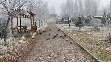 Ardahan'da Soğuk Hava Etkili