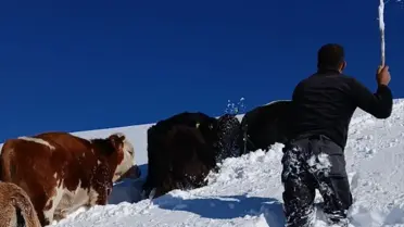 Hakkari'de Kaybolan 20 Hayvandan 8'i Bulundu
