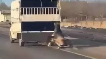 Kamyonetin arkasına bağladığı atı dakikalarca sürükledi