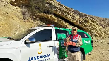 Yaralı Kızıl Şahin Koruma Altına Alındı