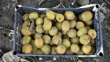 Ordu'da Kivi Hasadı Devam Ediyor