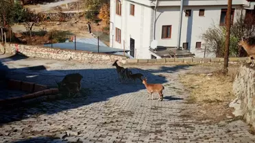 Çemişgezek'te Yaban Keçileri Yerleşim Alanında