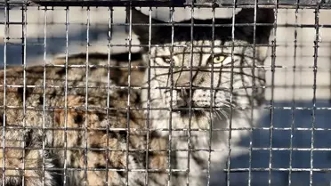 Bitkin Vaşak Tedavi Ediliyor