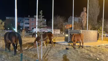 Yılkı Atları Ardahan'a İndi