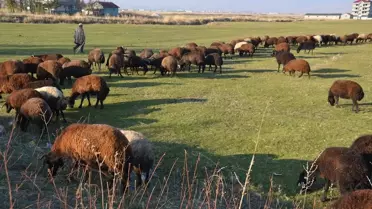 Muş'ta Besiciler Hava Şartlarından Memnun