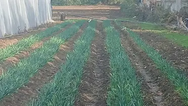 Samsun'da Nergis Bahçeleri Kuruluyor