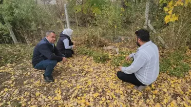 Yaralı Tilki Okul Bahçesinde Bulundu