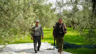 Dronlu Bekçi Zeytinlikleri Koruyor