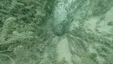 Sapanca Gölü'ndeki Kabarcıklar Güvenli