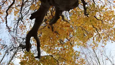 Saray Ormanları Sonbaharda Rengarenk