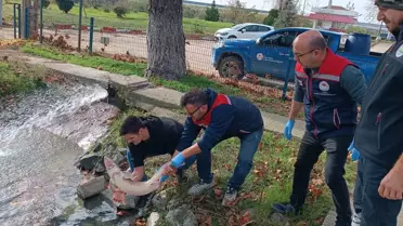 Nesli Tükenme Tehlikesindeki Mersin Balığı Koruma Altında