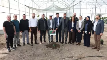 Kumluca'da Kahve Deneme Çalışması Başladı