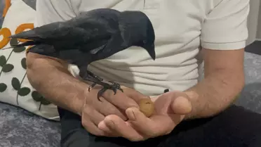 Düzce'de Karga Aile Üyesi Oldu