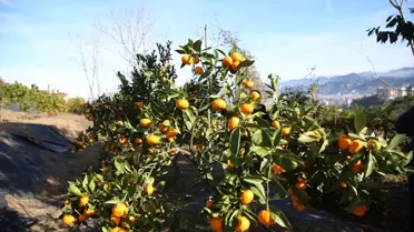 Rize'de 'Haydi Hep Birlikte Mandalina Hasadına' etkinliği düzenlendi