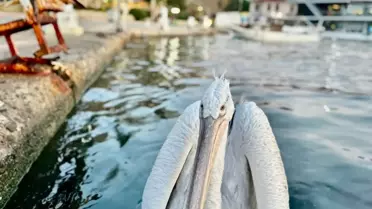 Erdek'te Pelikan Vatandaşlardan Balık Yedi
