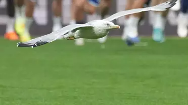 Beşiktaş-Samsunspor maçına damga vuran davetsiz misafir! Akıllara Süleyman Seba'nın sözleri geldi