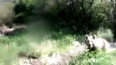 Ayı Fotokapanı Saldırdı