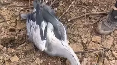 Mavi Balıkçıl Kuş Kurtarıldı