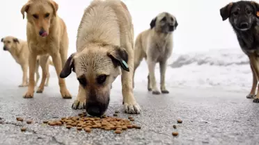 İstanbul Valiliği duyurdu: Sokak köpeklerini kontrolsüz beslemek yasaklandı