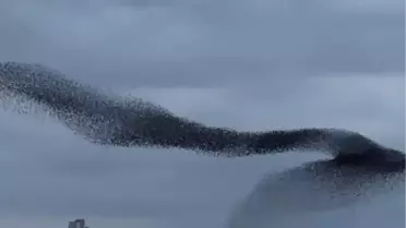 Sığırcıkların Dansı